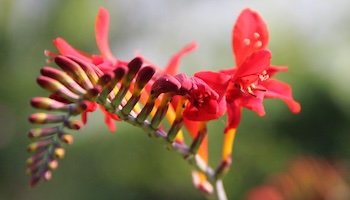 Energie update Rode Draak levenspad 8-20 juli 2024: Neem je nieuw verworven plek in